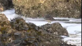Kustvogels in Zeeland: paarse strandloper op de Brouwersdam
