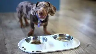 Messy Mutts Marble Double Silicone Dog Feeder