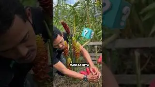 Lempuyang Tanaman Unik yang Jarang Diketahui #shorts