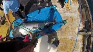Atlantic Bluefin Tuna: Sustainability at Risk | WWF