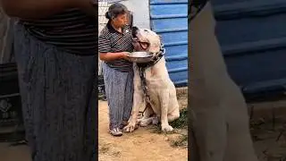 As 3 maiores ra&ccedil;as de c&atilde;es do mundo! #cachorro #kangal #alabai #curiosidades #top3#s&atilde;obernardo #pets