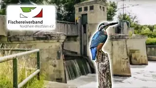 Kleine Wasserkraft, ein Problem für die Natur!
