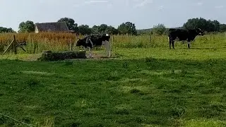 Country Life
