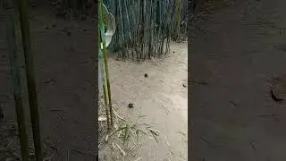 birds sand spa