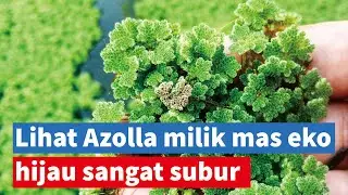 cara budidaya azolla | lihat azolla milik mas eko hijau sangat subur