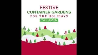 Festive Container Gardens for the Holidays with Cyclamen