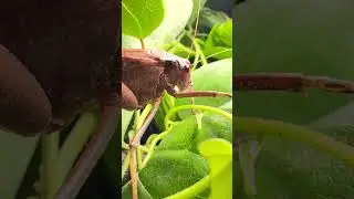 Brown grasshopper pt-1 #shorts #brown #grasshopper #insects #pets #wildanimals #wildlife #birds #4k