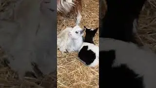 Ditches Goat With Kids 🐐