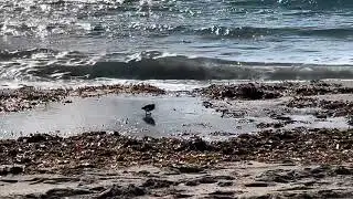 Funny Birds have a  Family meeting on Riviera Beach 💕-Costa Del Sol got Rich Wildlife-Spain 
