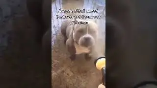 Average pitbull named destroyer or conqueror of realms: #pitbull #pitbullcupcake