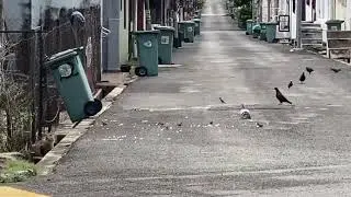 Cat Hunting Behaviour