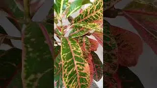 valentine day red plant with three different coloured leaves #homedecor #indoorplants