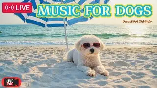 🔴LIVE: Healing Music for Senior Dogs in Pain 🐶🧓 | Soothing Sounds for Aging Pets🔴3