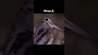meep bird #memes #humor #funny #birds #jokes