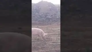 || PIG FIGHT ||