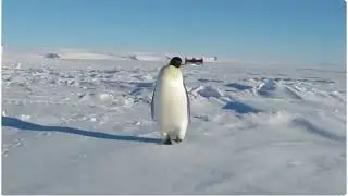 PENGIN 🐧🐧🐧🐧🐧 #meme #memes #penguin #penguins #funny #cold
