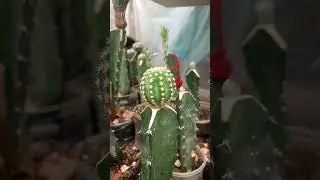 Recolecci&oacute;n de semillas, hidrataci&oacute;n de Cactus e injertos. 
