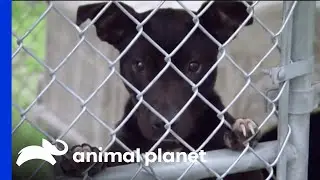 Villalobos Rescue Centre Helps Dogs Rescued From Fighting Rings | Pit Bulls & Parolees