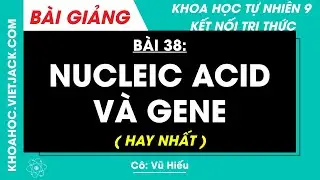 Khoa học tự nhiên 9 Bài 38: Nucleic acid và gene | Kết nối tri thức (HAY NHẤT)