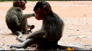 Tears fall down. poor baby monkey Copper escape from authority. but He lost mom CaCa. CaCa arrested
