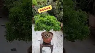 #evergreenplant #ball_aralia #aralia #plant #indoorplant #shorts #trendingplants #howto #care