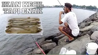 Mancing Anti Boncos ❗ Umpan Udang Kupas Panen Ikan Enak