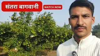🍊संतरा बागवानी  ~ 🌳New Orchard Plantation #santra #संतरा #nimbu 