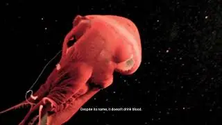 #facts #vampiresquid #octopus 