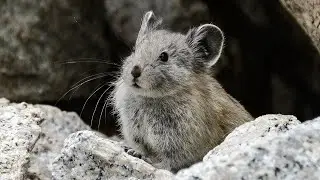 Is This Adorable Animal Going Extinct?