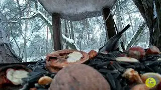 Лісова годівничка 26.12.25