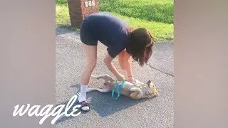 Training Fails | Funny Pet Compilation