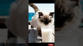 Cat Tries Spicy Food, Needs Milk ASAP! 😹
