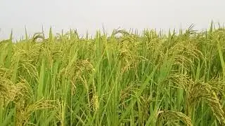 #Baba_Esinjanre_Chasi_Chiya_Rasikaoya_Machi_Kupulkoh#hatu_tola_pal#ଆବା#abua_baledi#villagelife#food