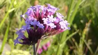 Verbena bonariensis -  Verbena - J&aacute;rnurt - Sumarbl&oacute;m  -  Gar&eth;agr&oacute;&eth;ur