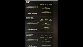 baltic sturg