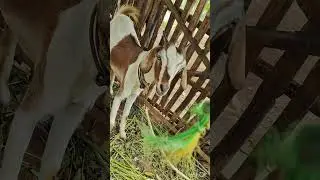 goat sound #goat screaming #female goat #hometown #villagelife #tamil#village attraction