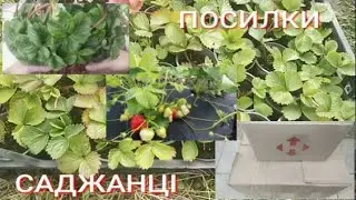 Полуниця на замовлення Олександра, Гігантела, Крістіна  Розпаковка нових сортів