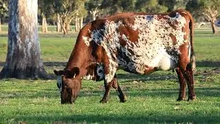 Lot 3 - Boldview Sureal Ally