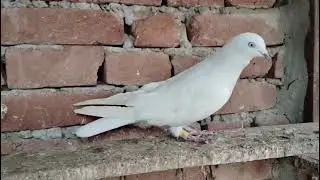 Pigeon#pigeon#kabutar#shortvideos 
