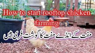 Guide to chicken farming at home.Use of kitchen waste in your garden@lifewithplants121