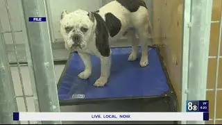 If your pet is missing, try the Animal Foundation