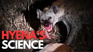 WARNING Hyena SCIENCE Mistakes Could Change Everything You Thought