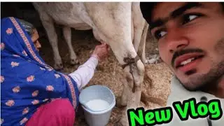 Village Morning Vlog 🌞 | Pure Desi Milk 🐄 | Real Village Life ❤️ | Vijay Meena vlogs