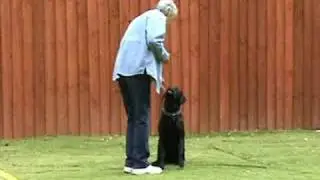 Canis Fidelis Dog Training Solutions