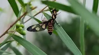 Orange spotted Tiger Moth.