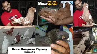 House Hungarian fancy pigeon farming in gujarat surat india