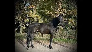 Omar: VAN GOGH x SHERATON - 2019 gelding