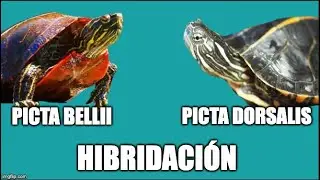 hibridaci&oacute;n, picta bellii y picta dorsalis