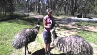 Cleland Wildlife Park - Adelaide, South Australia