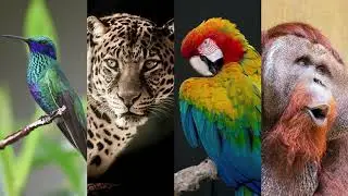 Biodiversity